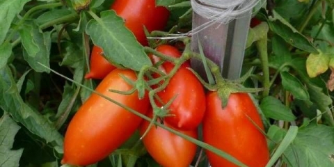 Caspar paradajz: recenzije, fotografije, prinos